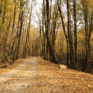 201508211242196671903